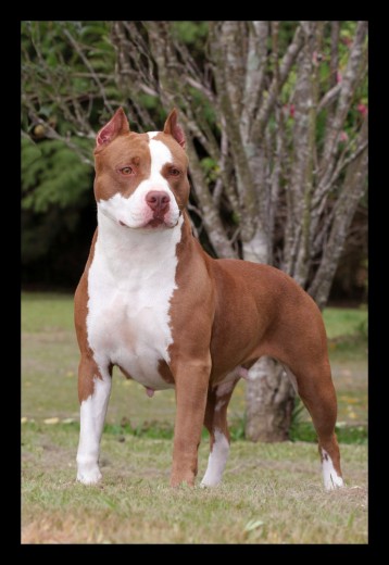 en paseoo  american pitbull terrier 